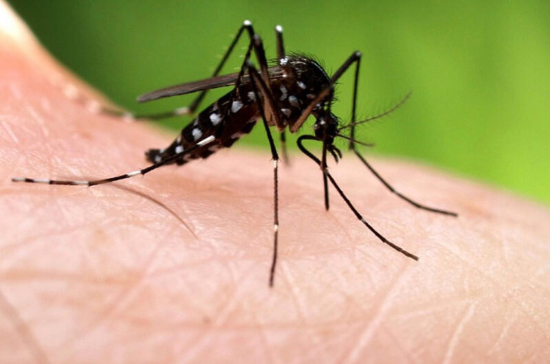 4 cách diệt muỗi hiệu quả nhất qua chia sẻ của Hạnh Long